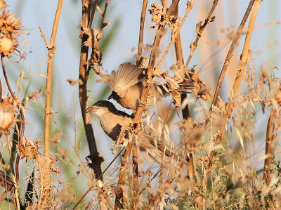 Iraq Babbler, Irakskriktrast, Turdoides altirostris