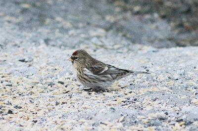 Common Redpoll, Gråsiska, Carduelis flammea