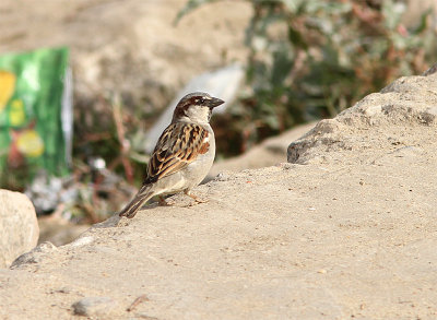 House Sparrow, Grsparv, Passer domesticus