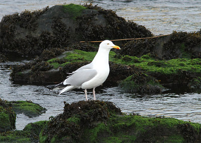 Herring Gull, Grtrut, Larus argentatus argenteus