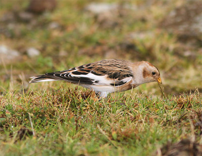 Snow Bunting, Snsparv, Plectrophenax nivalis