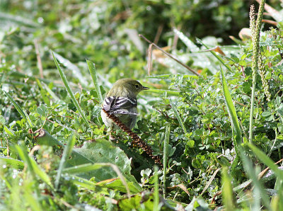 Blackpoll Warbler, Vitkindad skogssngare, Dendroica striata