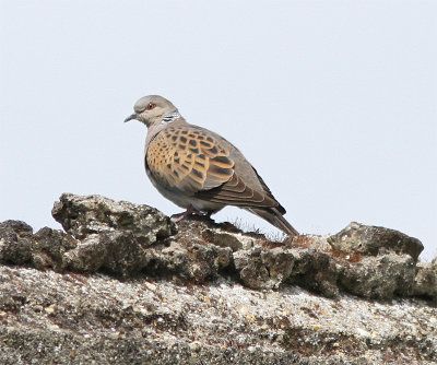 European Turtle Dove, Turturduva, Streptopelia turtur