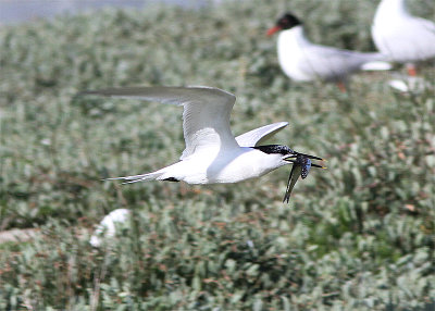 Sandwich Tern, Kentsk trna, Sterna sandvicensis