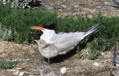 Elegant Tern, Aztektrna, Sterna elegans