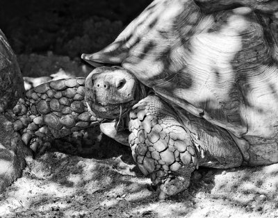 Turtle - Maryland Zoo at Baltimore