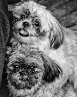 Peoria Puppies