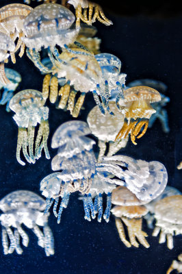 Jellyfish