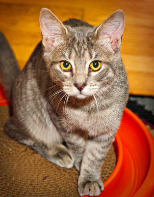 Dalton
