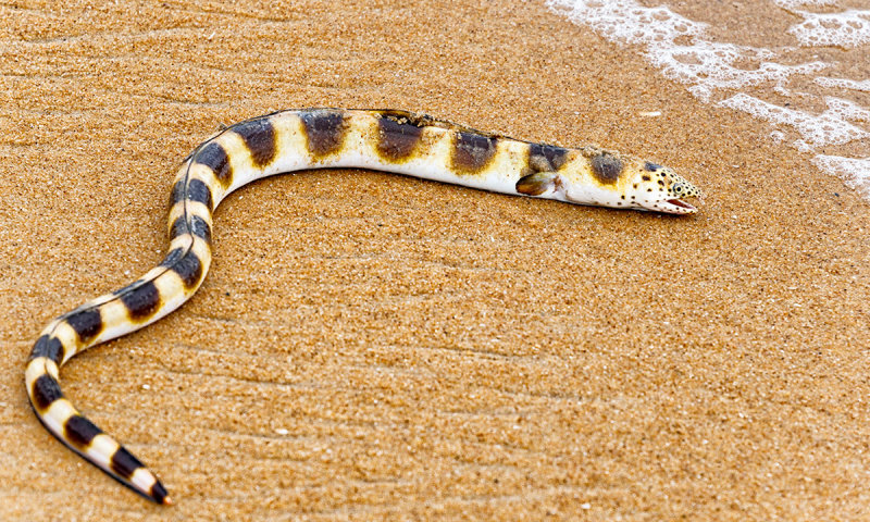 Snake Eel (Brachysomophis atlanticus)