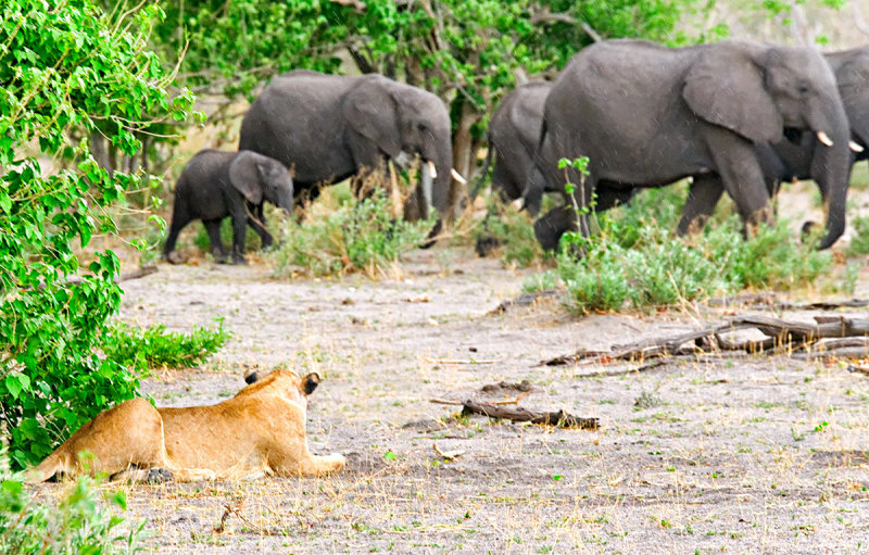 Lioness Stalking Elephants
