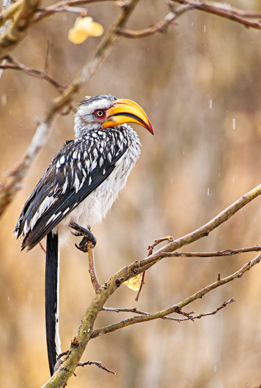 Southern Yellow-billed Hornbill (Tockus leucomelas)