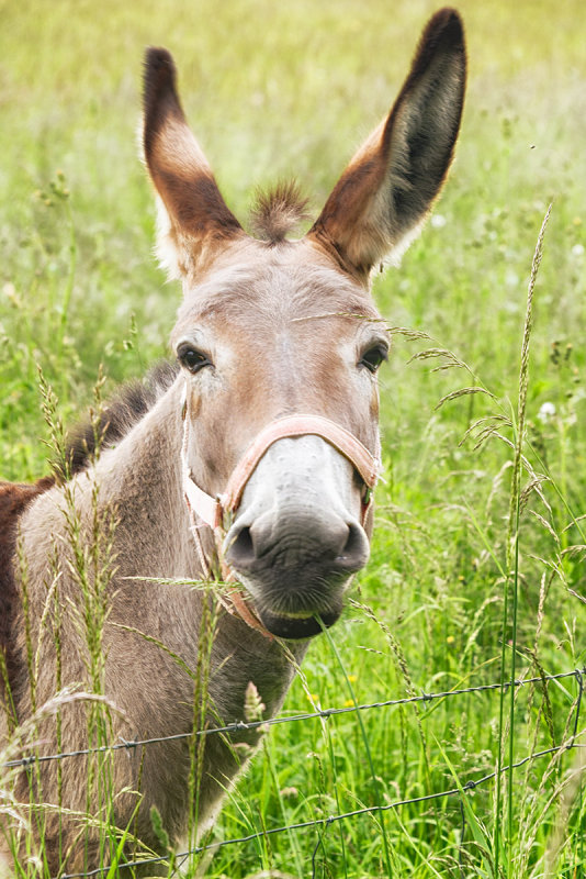 Smiling Donkey ... happy as a donkey in clover?