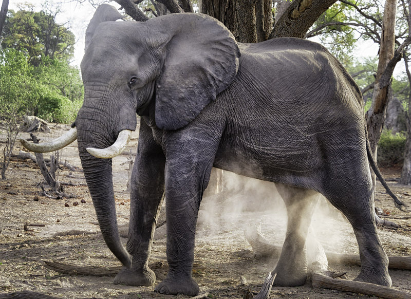 Dust Bath