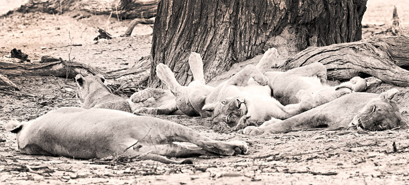 Let Sleeping Lions Lie?