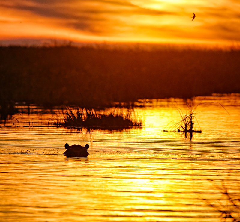 Okavango Sunset