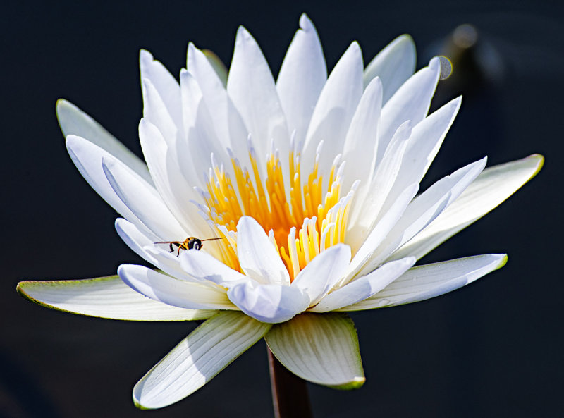 Water Lily