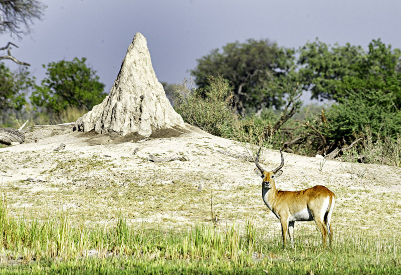 Red Lechwe (Kobus leche) + Termite Mound