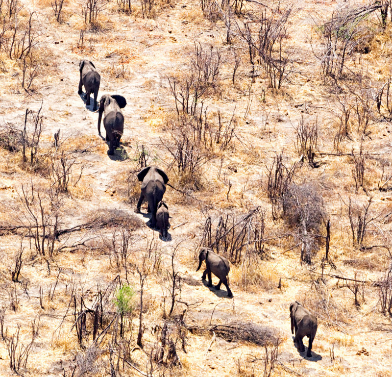 Kalahari Elephants