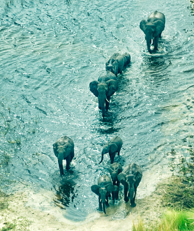 Okavango Elephants