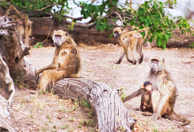 Baboon Family Group