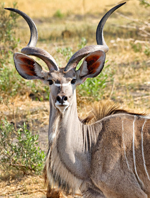Greater kudu (Tragelaphus strepsiceros) 