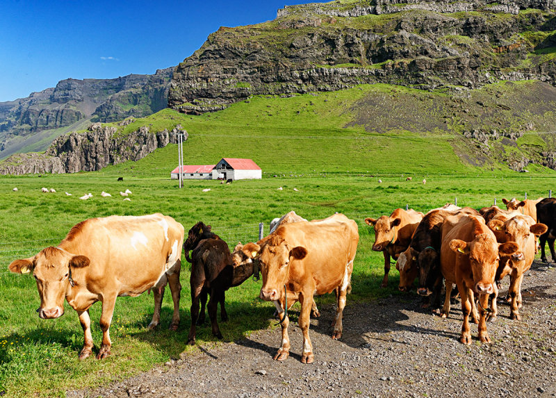 Icelandic Cows