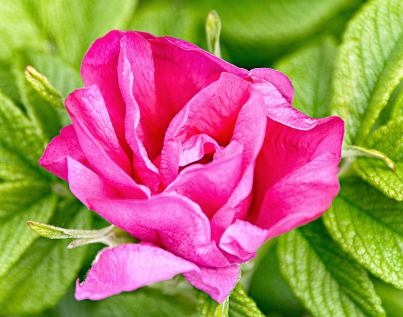 Prickly Wild Rose (Rosa acicularis)