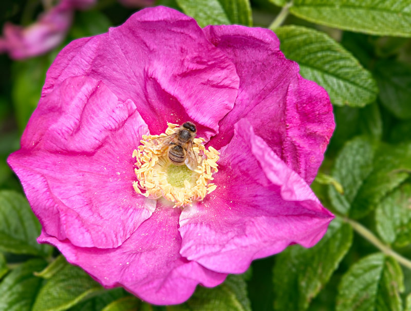 Busy Bee + Bristly Rose