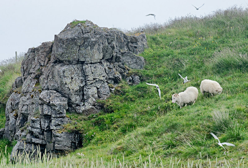 Arctic Terns attacking Sheep