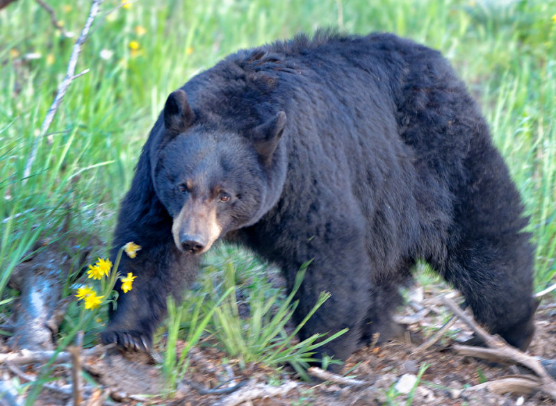 Black Bear - Female