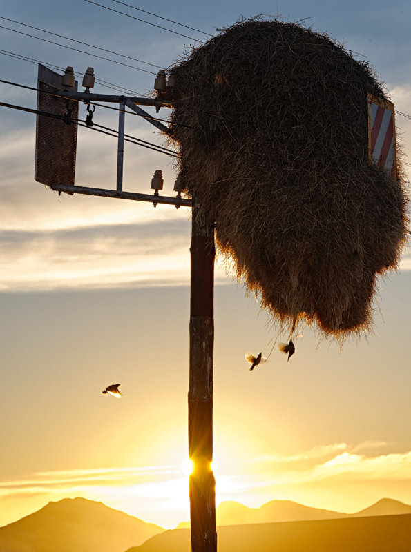 Sociable Weavers at Sunset