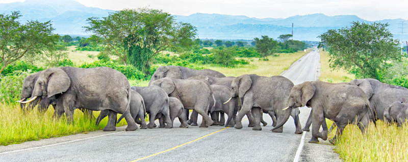 Elephant Herd 