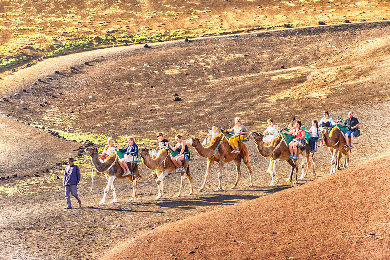 Volcanic Camel Train