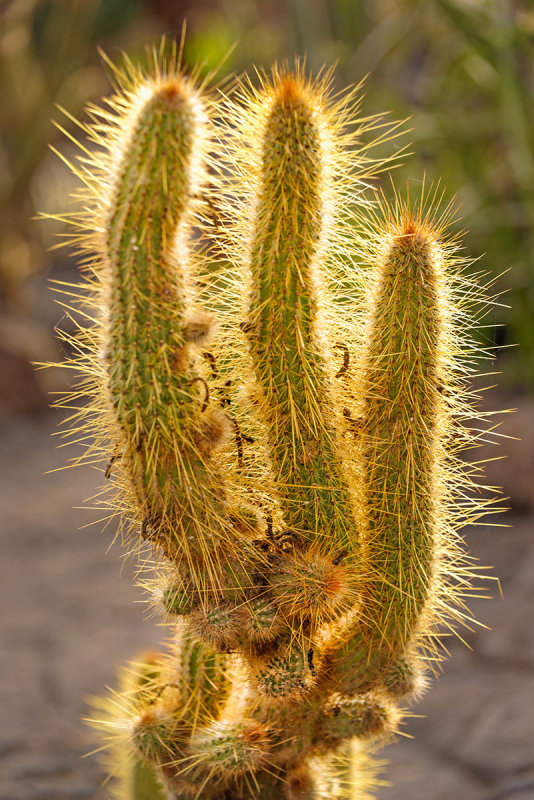 Sunlight Cactus