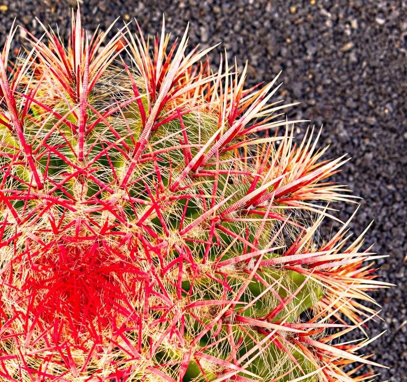 Red Cactus