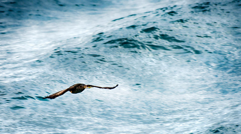 Wave Skimming Cormorant