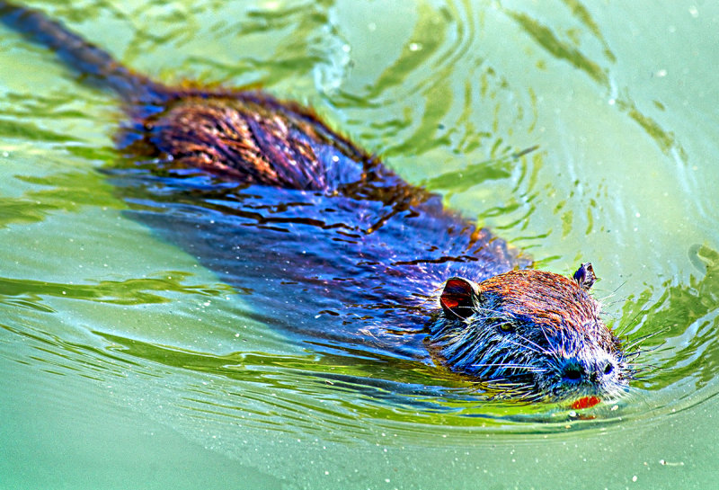  Swamp Beaver (Ondatra zibethicus)