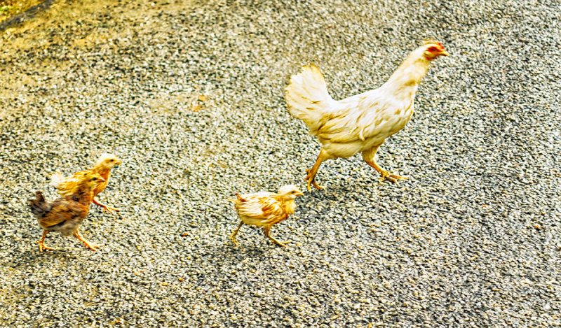 Why did the Chicken cross the Road?