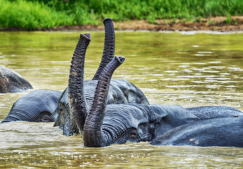 Young Elephants Bathing
