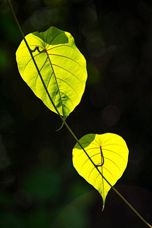 Sunlit Leaves