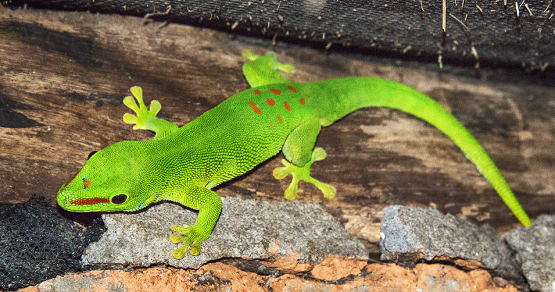 Madagascar Day Gecko (Phelsuma madagascariensis madagascariensis)