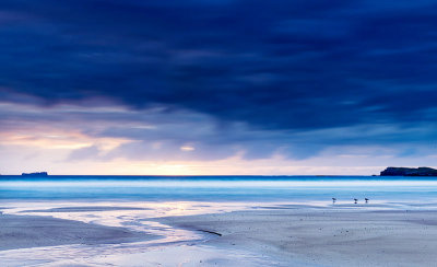 Oystercatcher Sunset