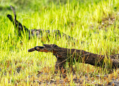 Death in the Long Grass