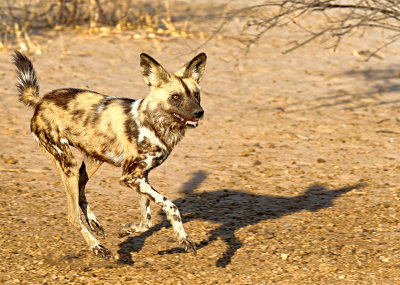 Dances with Wolves (Painted)