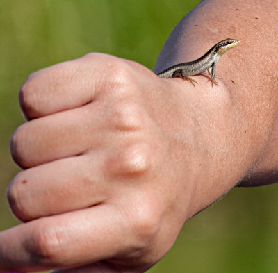 Pedros Friendly Gecko