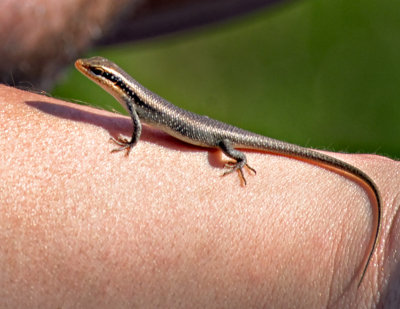 Friendly Gecko