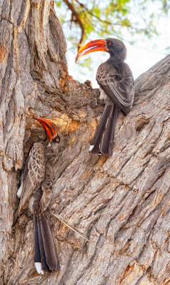 Crowned Hornbill (Tockus alboterminatus)