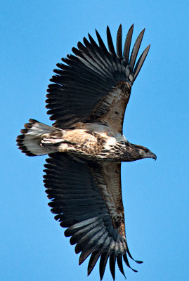 Crowned Hawk-Eagle (Stephanoaetus coronatus) Immature