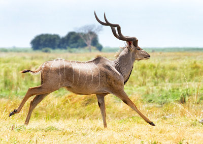 Greater kudu (Tragelaphus strepsiceros) 